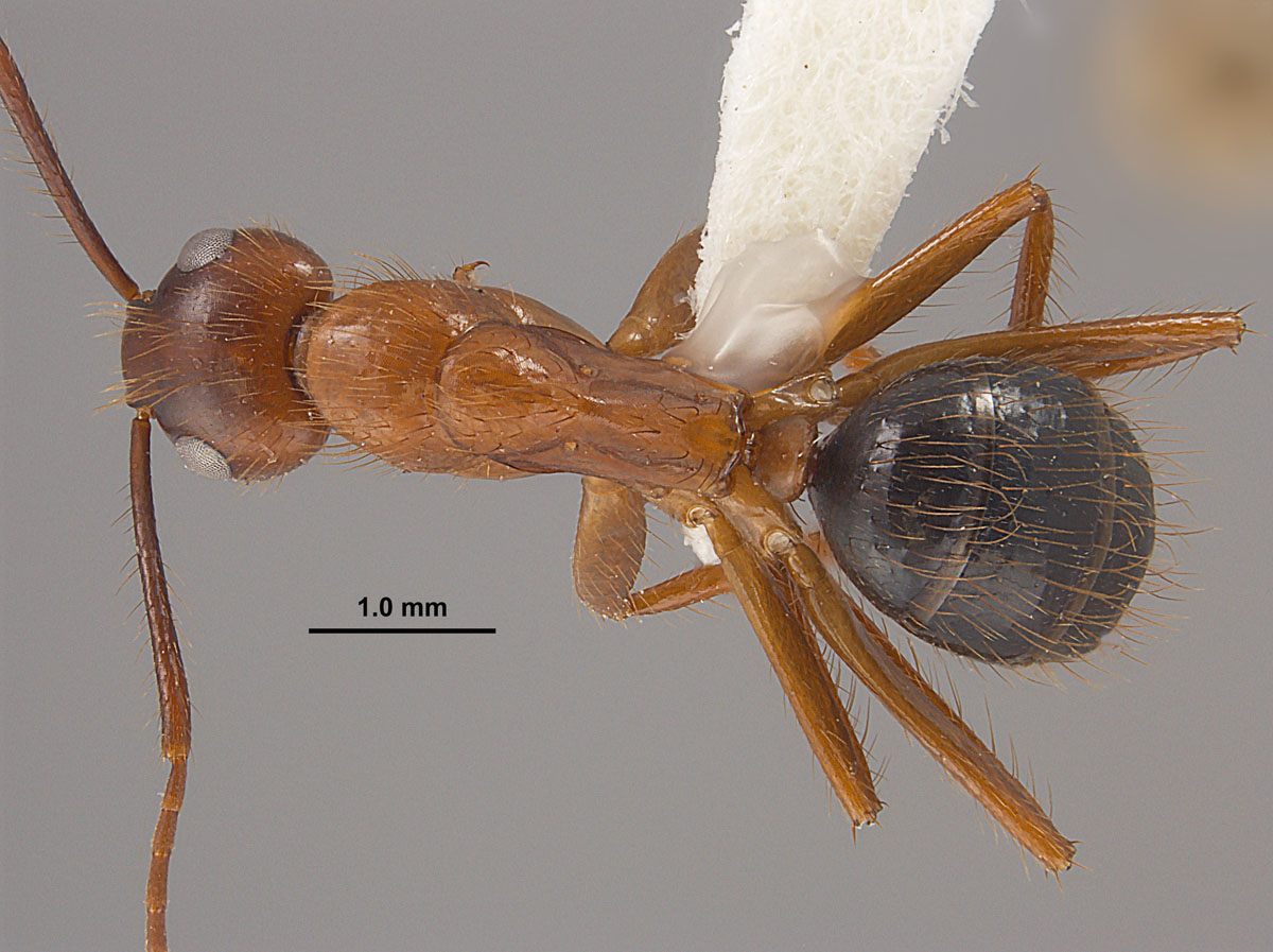 Camponotus floridanus, dorsal view of minor worker Camponotus floridanus, dorsal view of minor worker